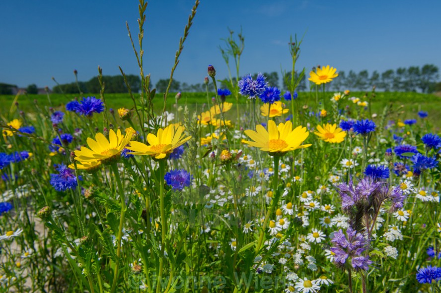 szezonalis_gyogynovenyek_es_gyujtesuk_maj14