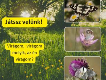 Beporzók és növények - fotópályázat