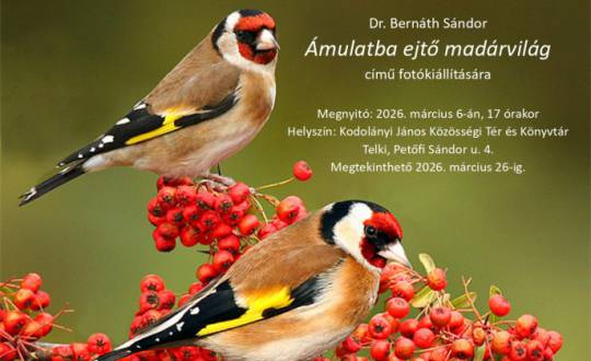 Ámulatba ejtő madárvilág - kiállítás