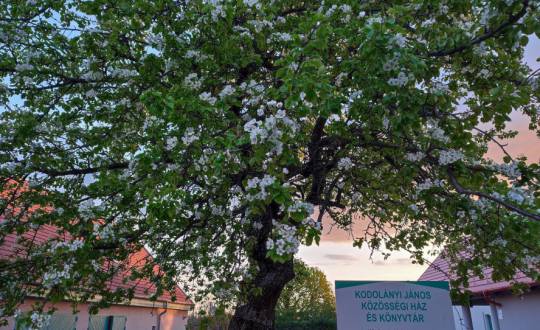 Búcsú az öreg körtefától